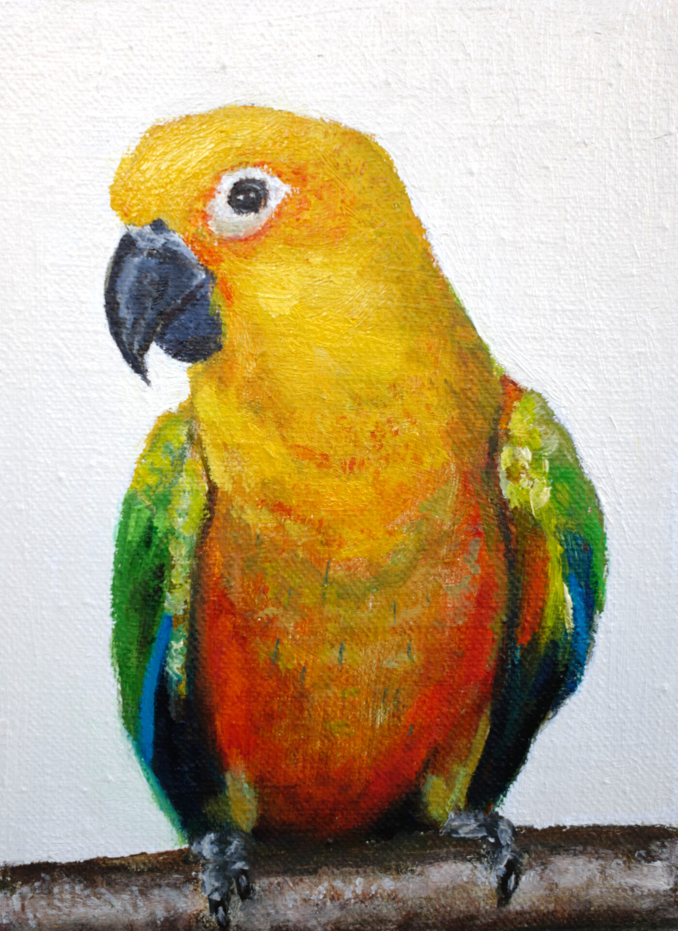 conure